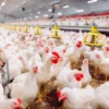Types of Poultry Farm Housing Systems In Ghana