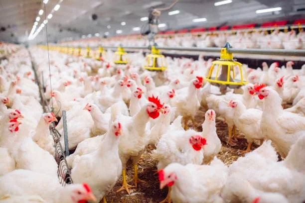 How to Start Poultry Farming In Ghana