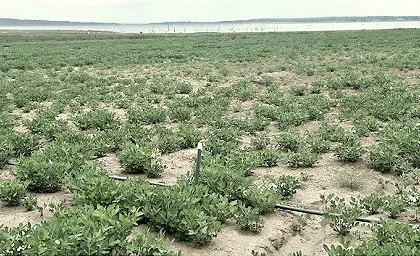 Best Farming Regions in Ghana