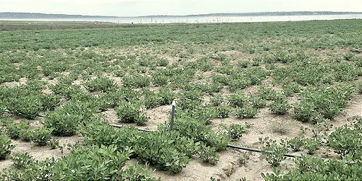 Best Farming Regions in Ghana