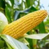 A Beginners’ Guide to Maize Production in Ghana