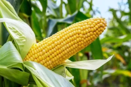 A Beginners’ Guide to Maize Production in Ghana