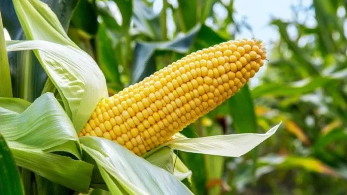 A Beginners’ Guide to Maize Production in Ghana